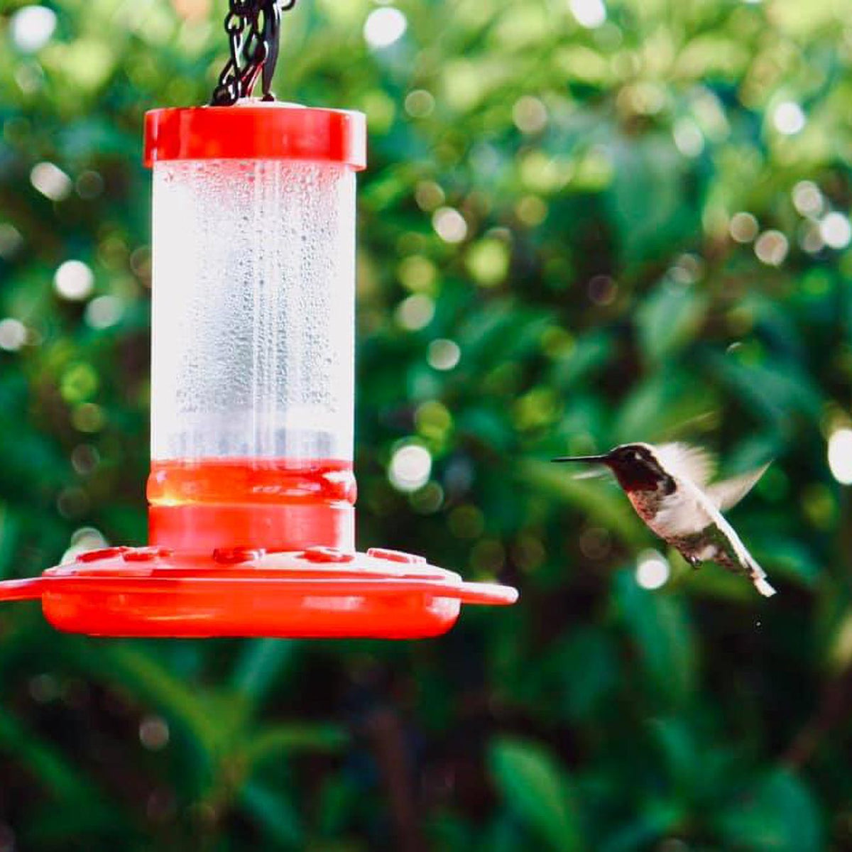 First Nature 16 oz. Hummingbird Feeder 993051546