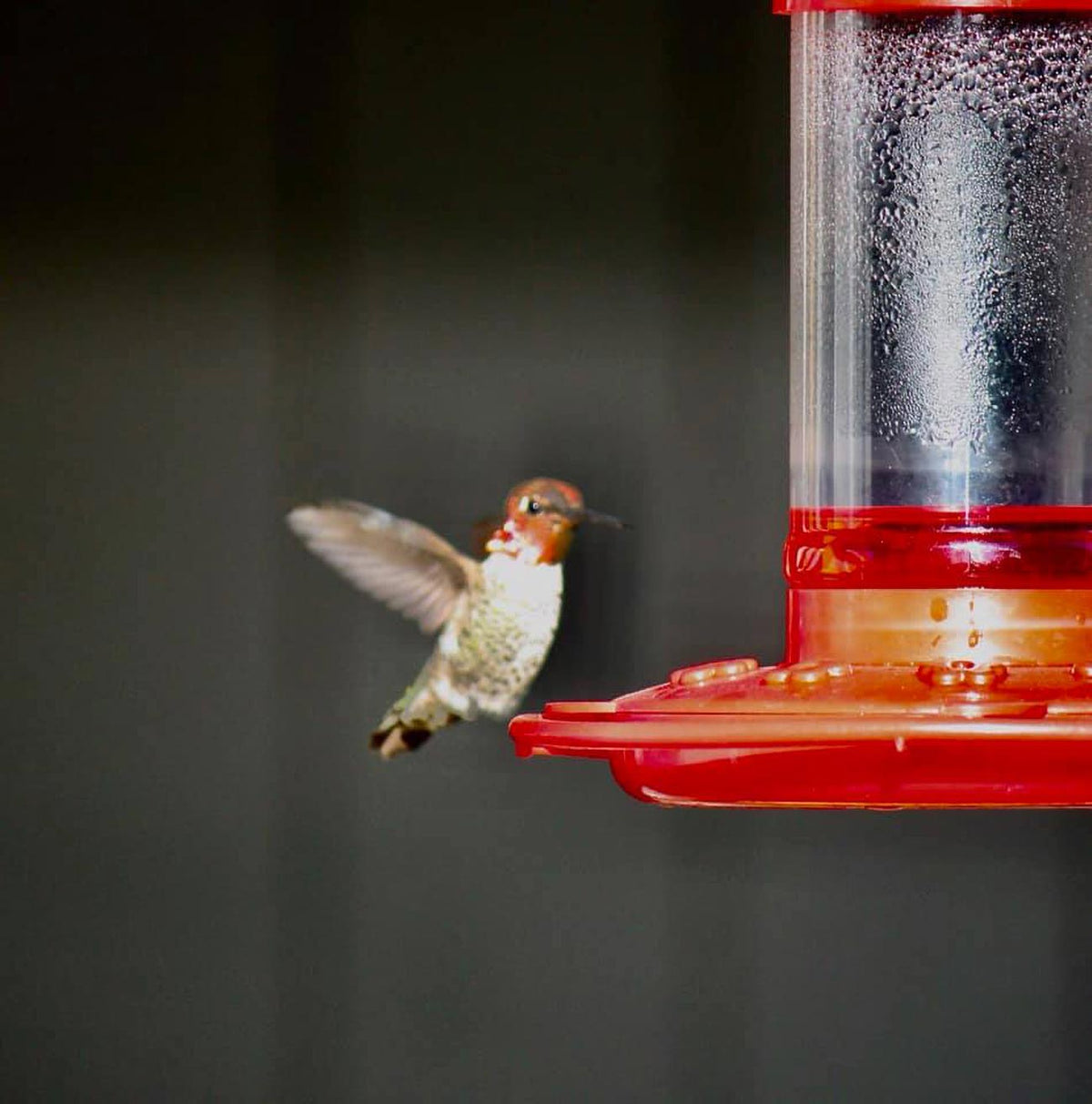 First Nature 16 oz. Hummingbird Feeder 993051546