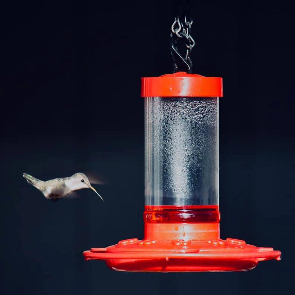First Nature 16 oz. Hummingbird Feeder 993051546