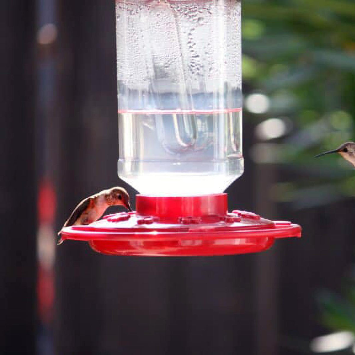 First Nature 32 oz. Hummingbird Feeder 993055446